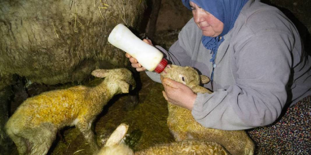 Dördüz doğan kuzular aileyi sevince boğdu: Sebebi ‘İyi bakım’ 2